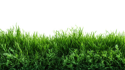 Fototapeta premium Vibrant green grass isolated on a white background, perfect for landscaping designs and natural themes.