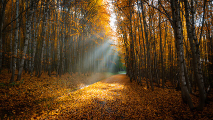 Fototapeta premium Golden sunbeams pierce through a dense forest canopy illuminating a path covered in fallen autumn leaves creating a magical and serene woodland scene