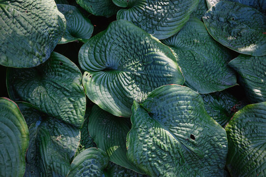 Green leaves close up hosta plant detail with sunlight