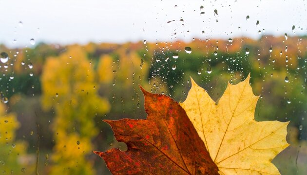 Autumn leaves on a rainy window pane with a blurred colorful forest in the background, capturing the essence of a crisp fall day and the serene beauty of the season