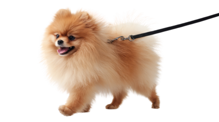 A fluffy Pomeranian dog on a leash with a happy expression, against a white isolated background.