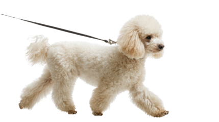 A playful poodle walking on a leash against a white isolated background.