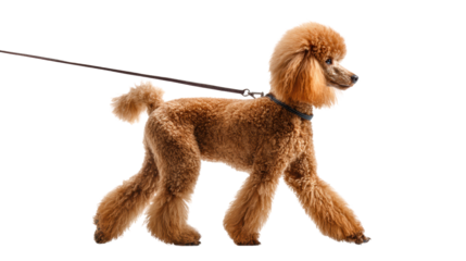 A poodle walks on a leash, showcasing its beautiful fur and playful demeanor against a white background.