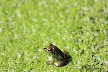 水草の上に座るトノサマガエル