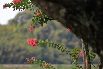 夏の記憶、サルスベリの窓辺
