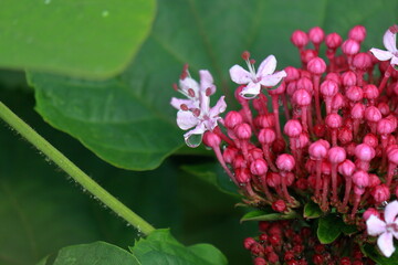 ボタンクサギ（牡丹臭木）と水滴