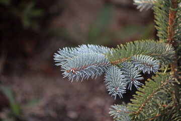 プンゲンストウヒ、クリスマスツリー