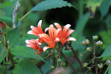 キツネノカミソリ