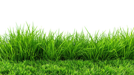 Fototapeta premium Lush green grass against a white isolated background, perfect for natural-themed designs.