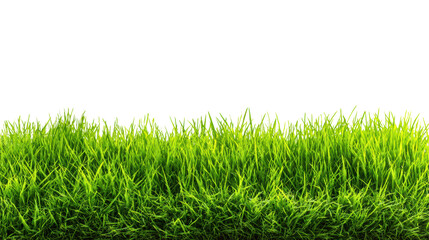 Lush green grass isolated on a white background, ideal for nature-related designs.