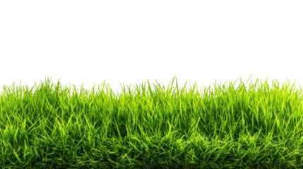 Lush green grass isolated on a white background, ideal for nature-related designs.