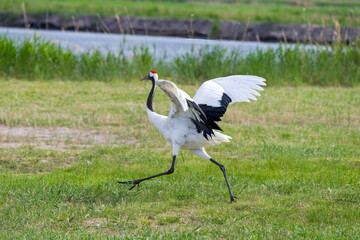 The red-crowned cranes flying in the Momoge National Nature Reserve, Jilin Province, China.
