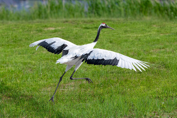 The red-crowned cranes flying in the Momoge National Nature Reserve, Jilin Province, China.