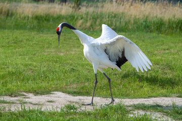 The red-crowned cranes flying in the Momoge National Nature Reserve, Jilin Province, China.