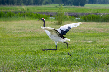 The red-crowned cranes flying in the Momoge National Nature Reserve, Jilin Province, China.