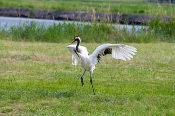 The red-crowned cranes flying in the Momoge National Nature Reserve, Jilin Province, China.