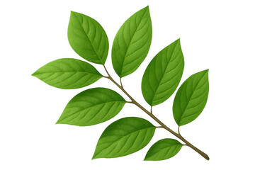 Fototapeta premium Green leaf growing on thin branch, isolated backdrop highlighting natural botanical detail for design compositions