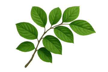 Fototapeta premium Vibrant green leaves thriving on a branch, isolated on a transparent background, perfect for nature-themed designs