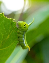 Obraz premium Close-up of a vibrant green caterpillar on a leaf, showcasing its detailed texture and markings