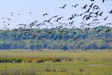 オーストラリア　ノーザンテリトリーのフォッグダムの野鳥の群れ