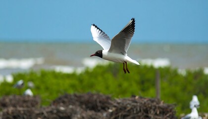 A black-headed gull soars gracefully above a coastal marsh, its wings outstretched against a backdrop of tranquil water and greenery.