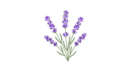 Fototapeta premium Delicate sprigs of lavender in a minimal vector illustration on white backdrop