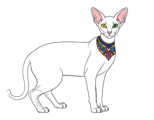 Obraz premium White cat with colorful collar