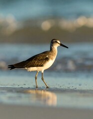 Obraz premium A shorebird walks along a sandy beach at the water's edge, illuminated by soft sunlight