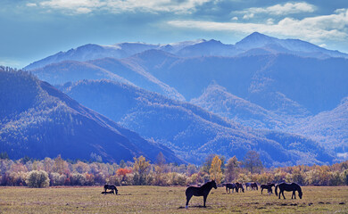 Autumn landscape, horses against the backdrop of mountain peaks, sunny day