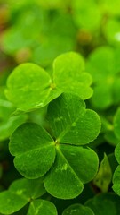 Lush green clover leaves with water droplets, close-up view