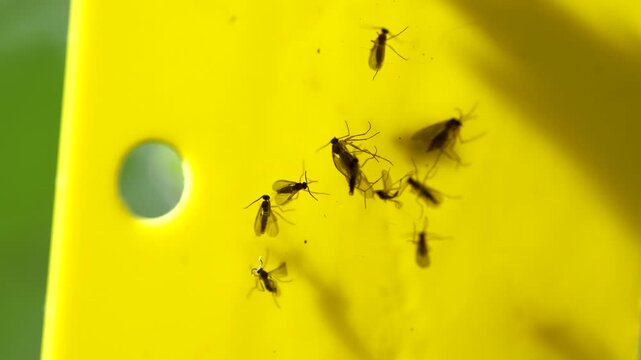 Fungus gnats stuck on yellow sticky trap macro. Non-toxic flypaper for Sciaridae pests around houseplant at home, closeup view, soft focus. Plant pest control indoor. Insects stuck to the trap tape