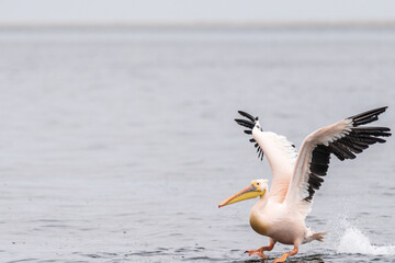 Telephoto shot of a great white pelican -Pelecanus onocrotalus- near Walvis Bay, Namibia