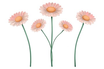 Five Pink Daisies