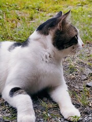 cat posing on the edge of the rice field