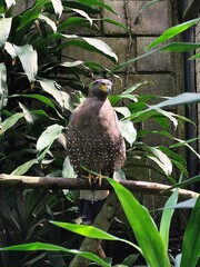 Eagle perched on a tree trunk