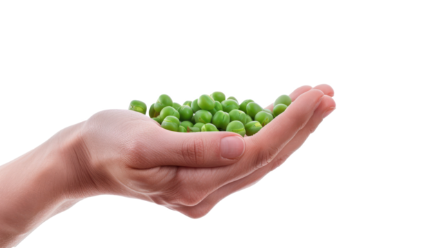 Hand holding Peas isolate on transparency background