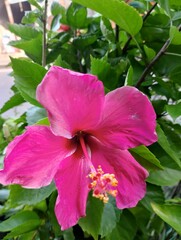 Naklejka premium pink hibiscus flower