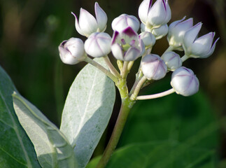 Beautiful Flowers on Aak ,famous Herbal plant 