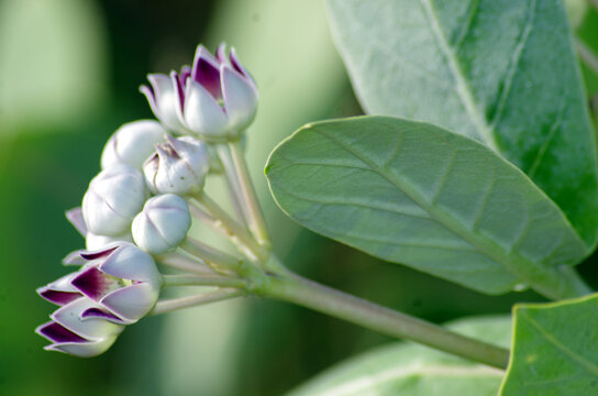 Beautiful Flowers on Aak ,famous Herbal plant 