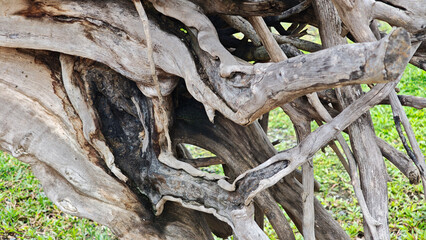 Old tree trunk in the garden