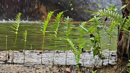 Small fern by the waterfall in the garden