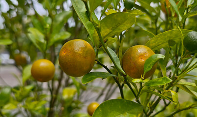 Small limes in the garden