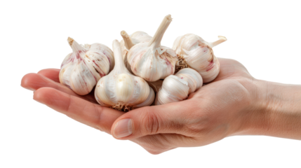 Hand holding Garlic isolate on transparency background