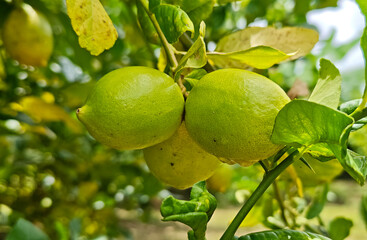Lemon fruit hanging on tree in lemon farm
