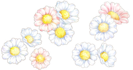 Obraz premium Cute white and pink Marguerite