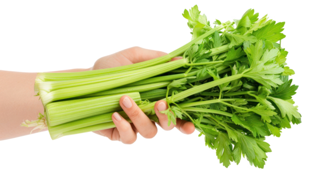 Hand holding Celery isolate on transparency background