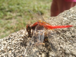 Red Dragonfly Resting on a Concrete Surface in Natural Light