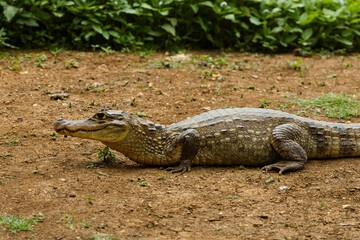 alligator in the swamp