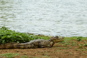 crocodile in the water