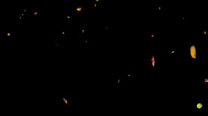 Autumn Leaves Falling: Dynamic Motion on Black Background